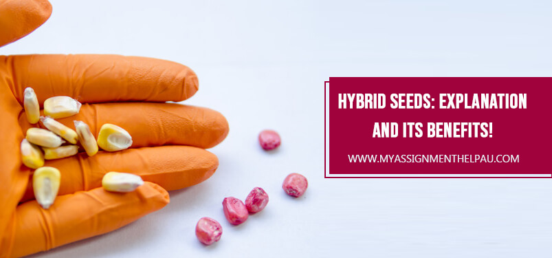 Hybrid Seeds: Explanation And Its Benefits!
